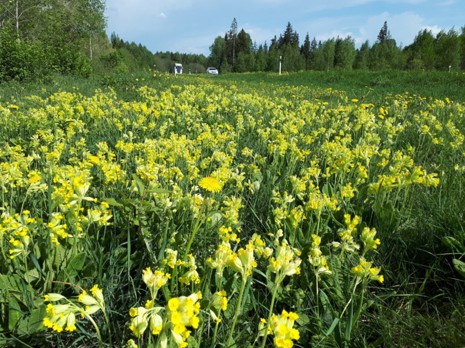 saaremaa